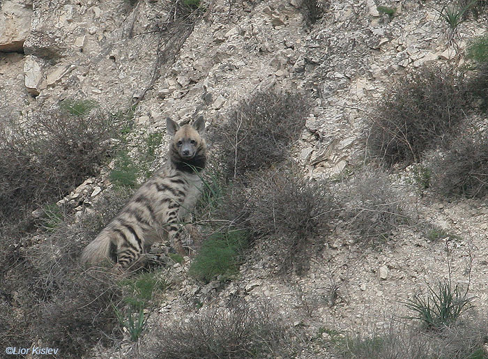   צבוע מפוספס  Striped Hyena  Hyaena  hyaena               נחל סמק,רמת הגולן,פברואר 2009.צלם:ליאור כסלו